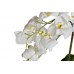 Орхидея белая в горшке 29BJ-170-13