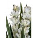 Орхидея Cymbidium искусствнная белая в горшке